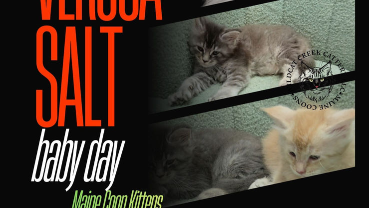 Veruca's Baby Day Part 4 | Why I Took Veruca to the Vet